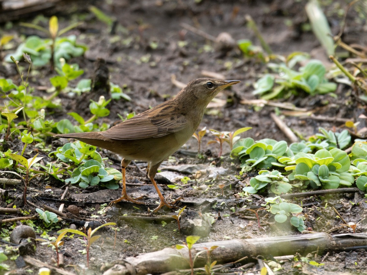 小蝗鶯 - ML649382395