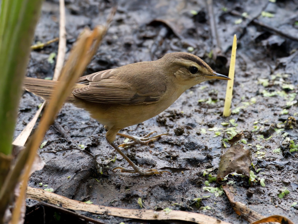 雙眉葦鶯 - ML649382402