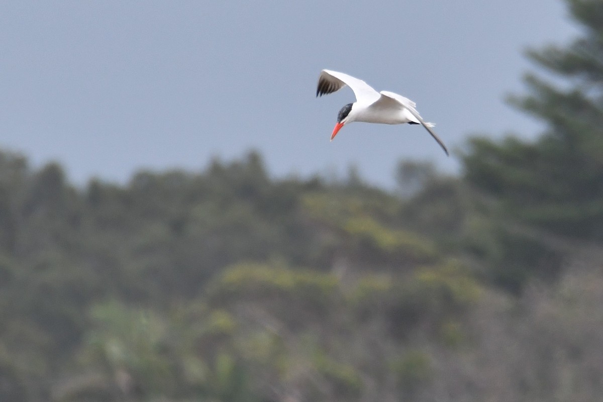 Caspian Tern - ML649382625