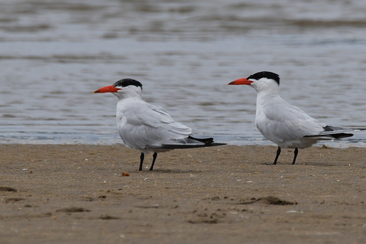 Caspian Tern - ML649382626