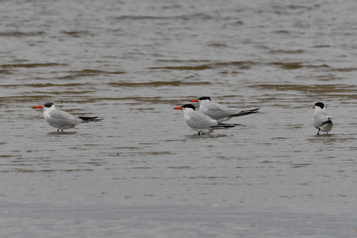 Caspian Tern - ML649382627