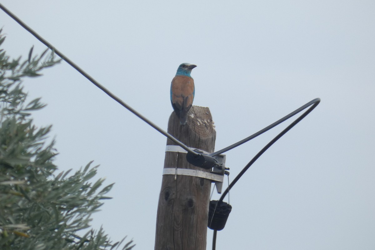 Rollier d'Europe - ML649382723