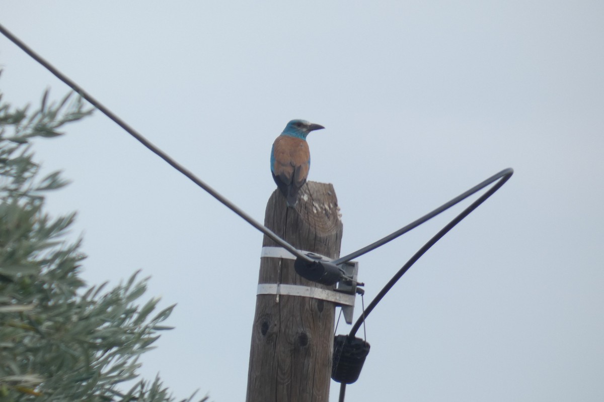 Rollier d'Europe - ML649382724