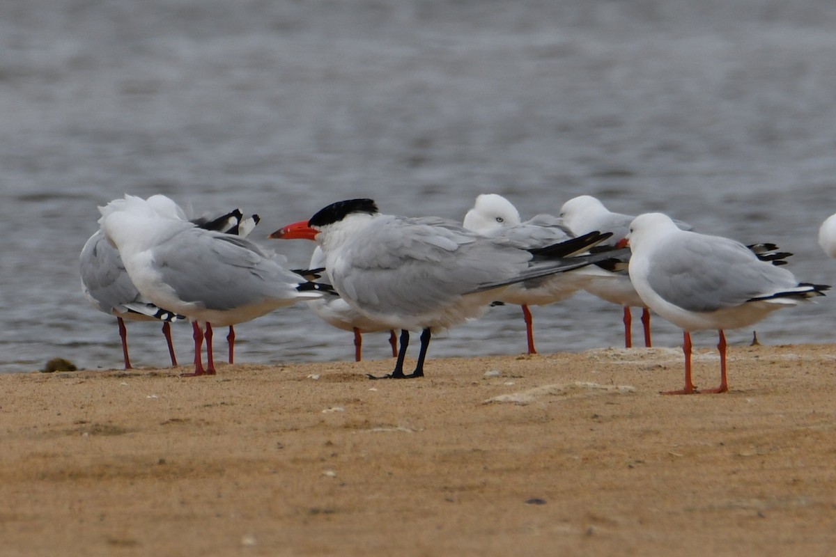 Caspian Tern - ML649382819