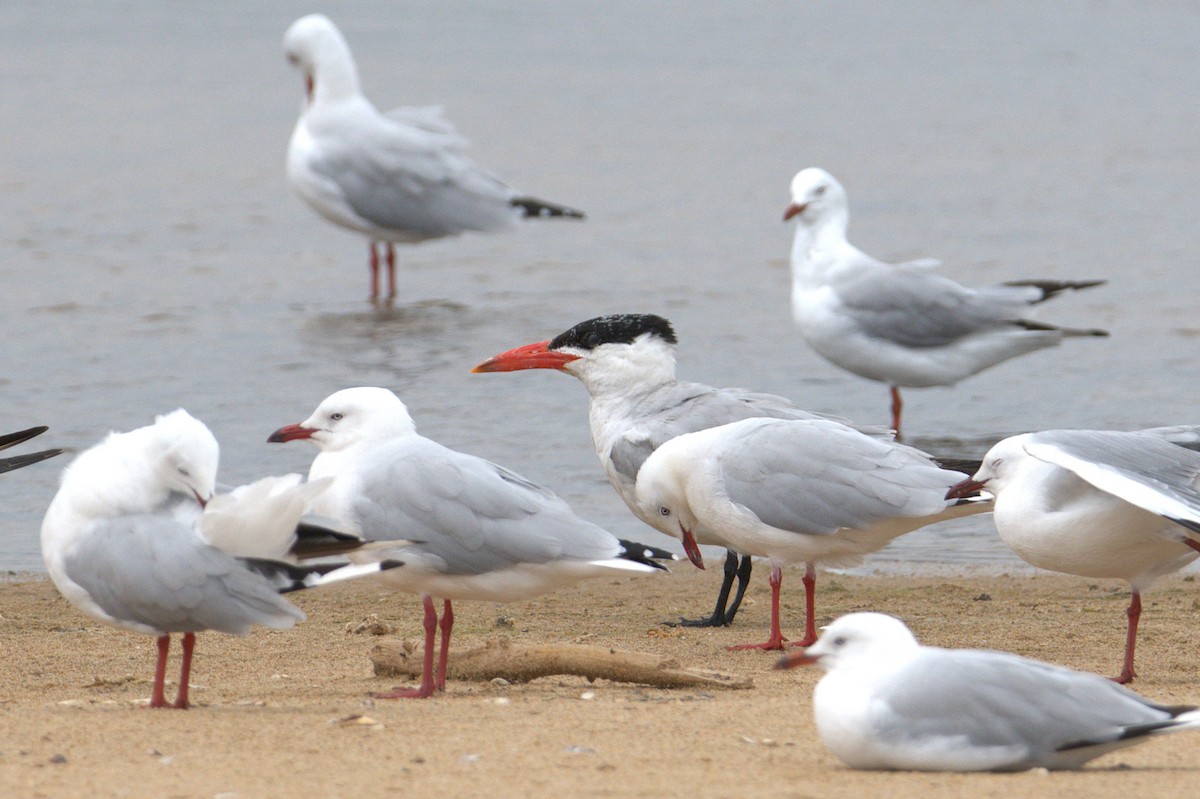 Caspian Tern - ML649382820