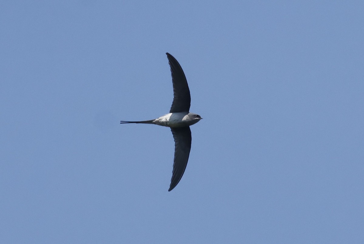 Клехо індійський - ML649382885