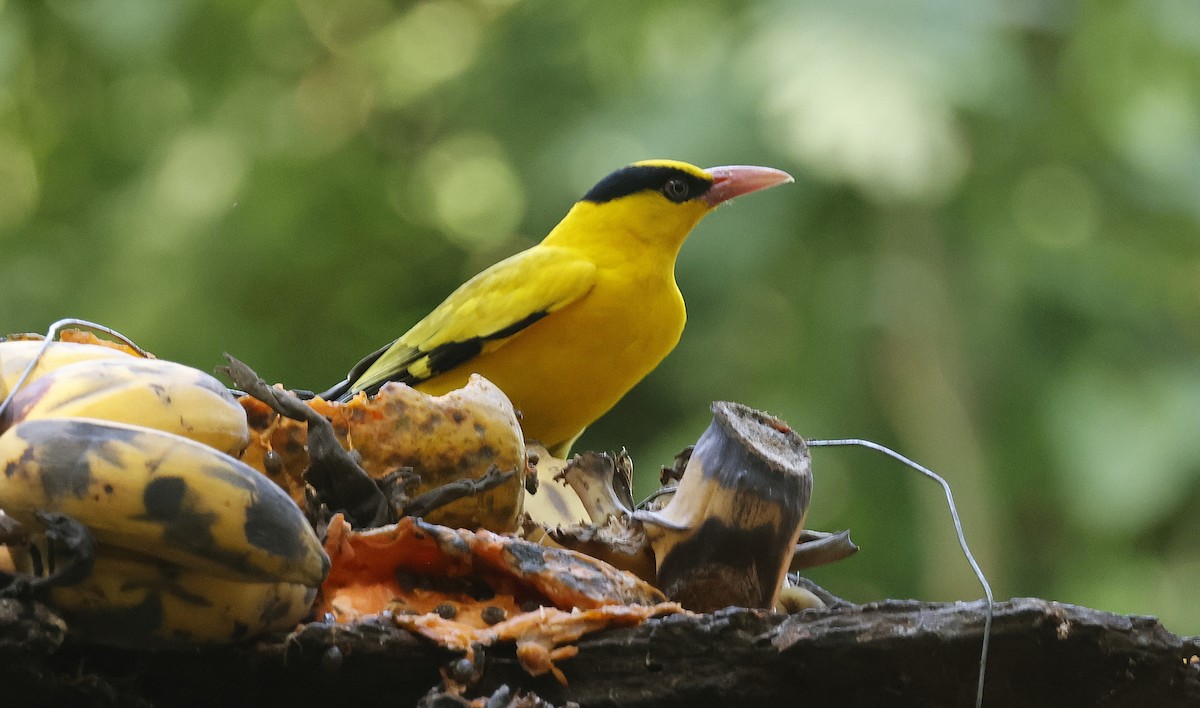 Вивільга чорноголова - ML649382899