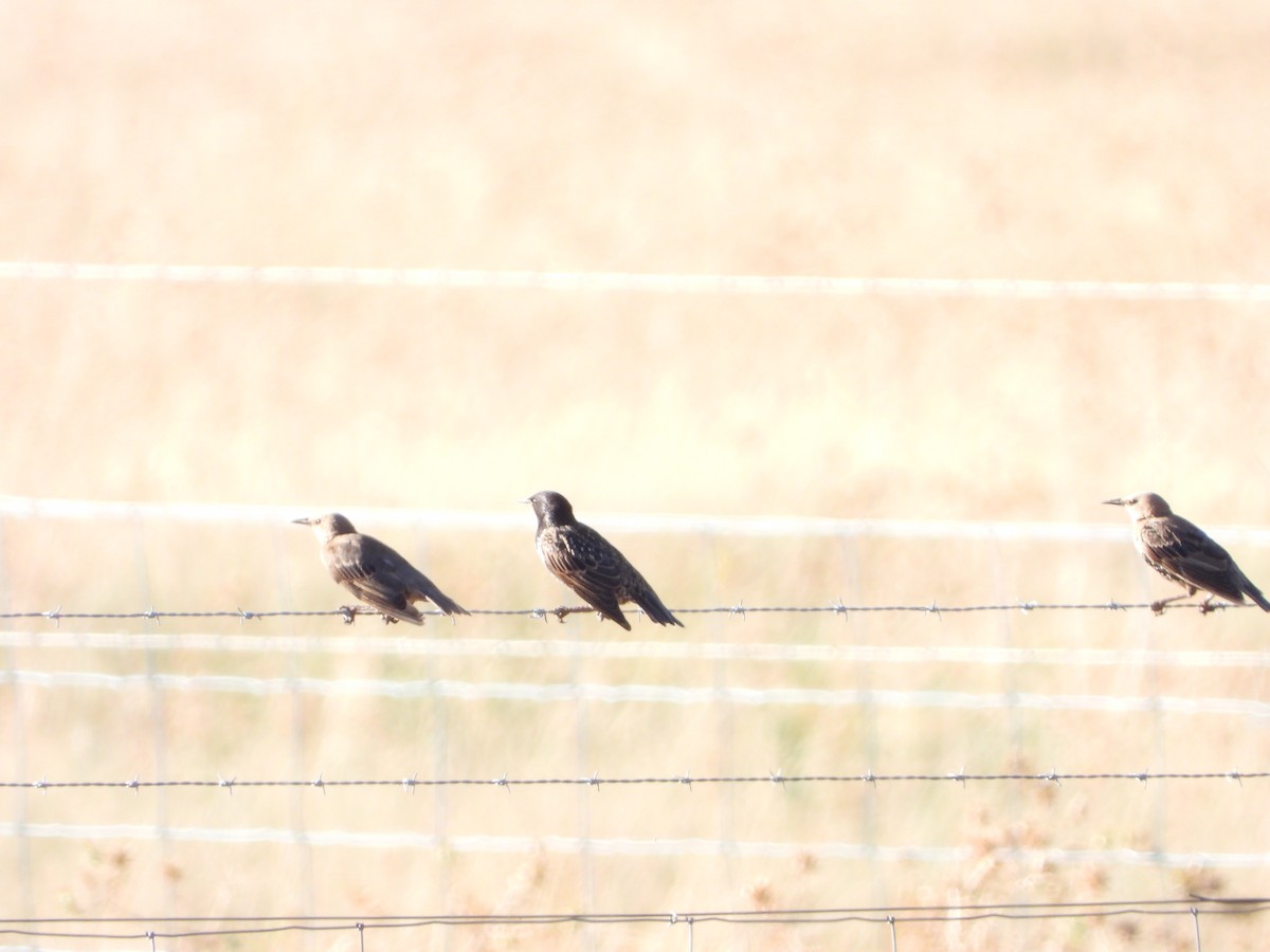 European Starling - ML649382951