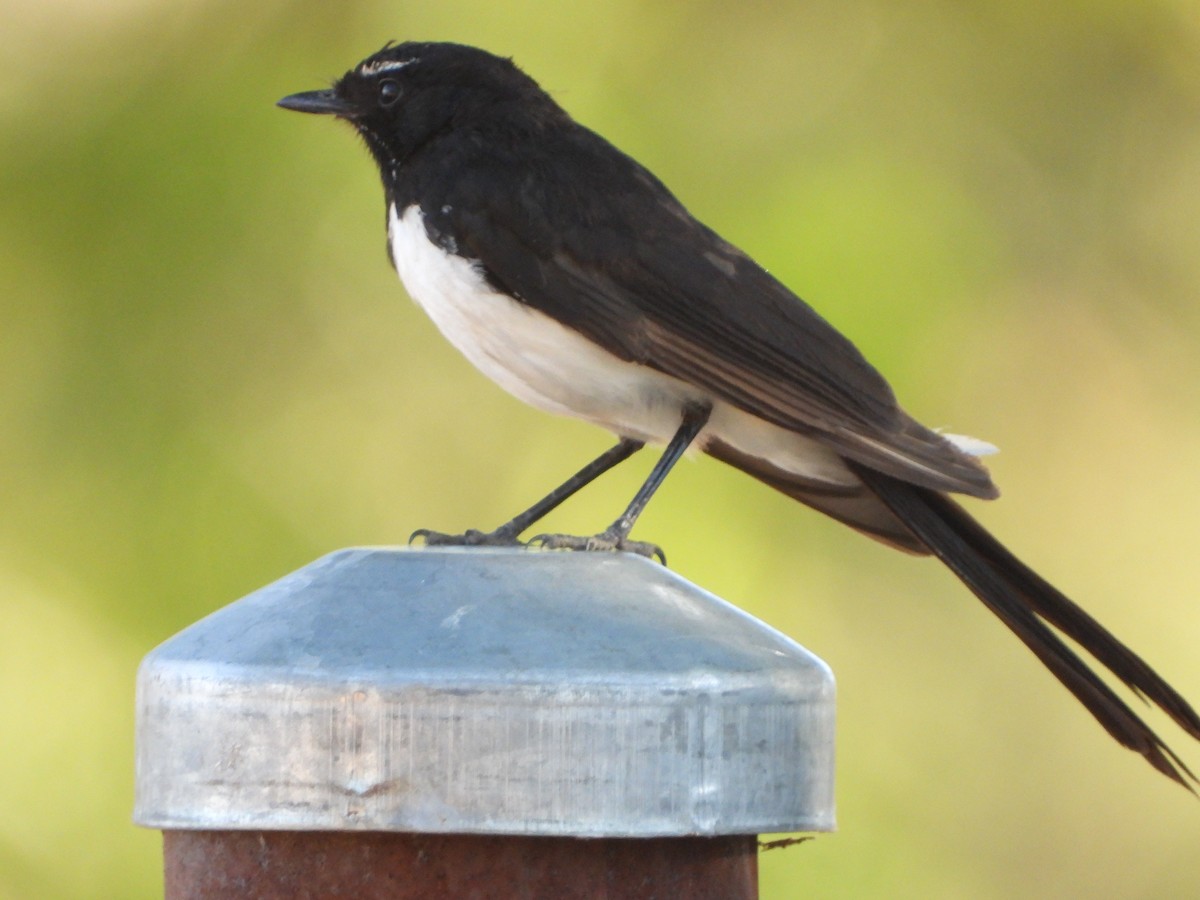 Willie-wagtail - ML649382959