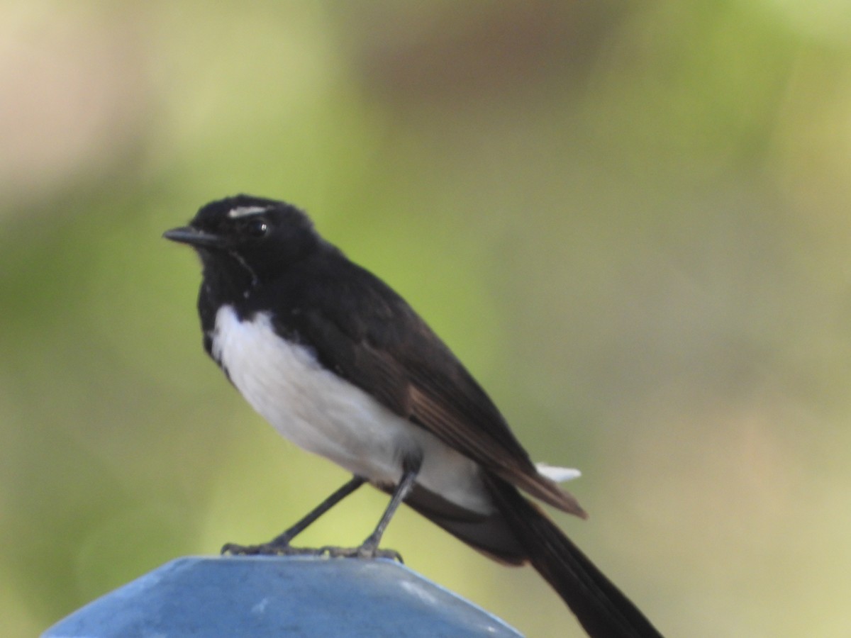 Willie-wagtail - ML649382960