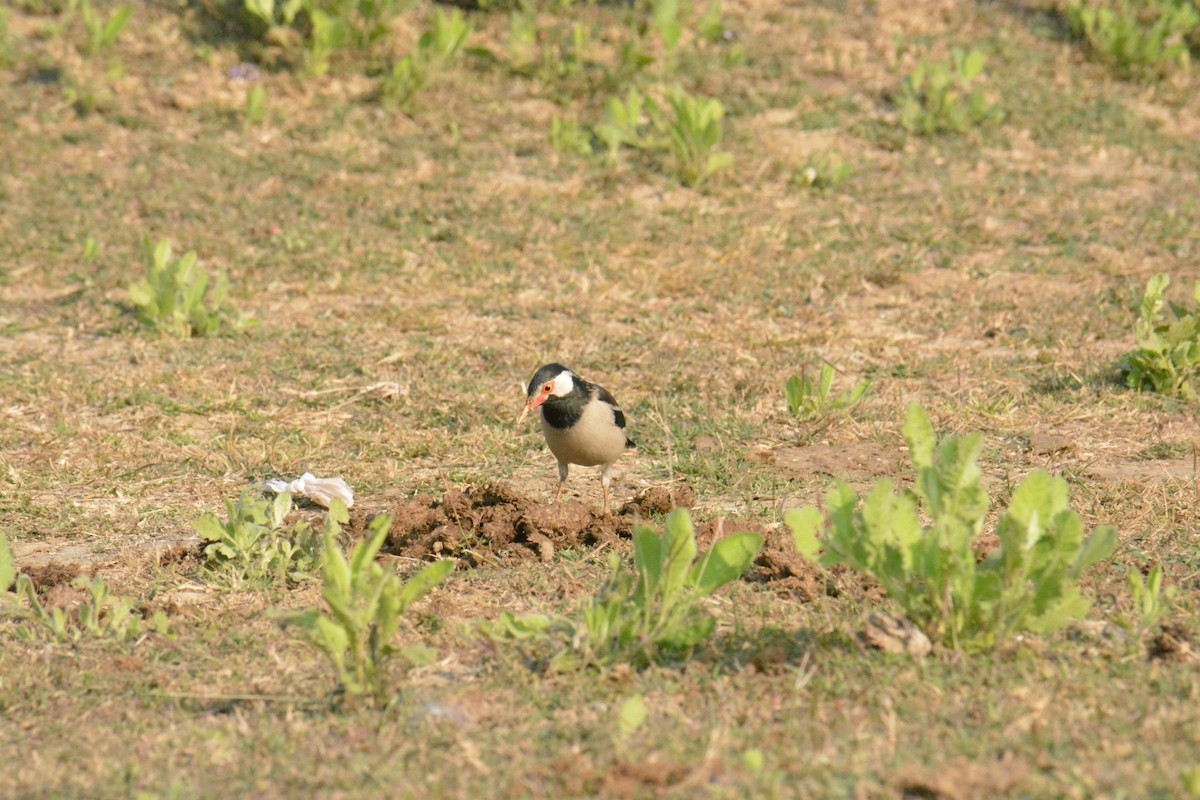 Шпак строкатий - ML649383188