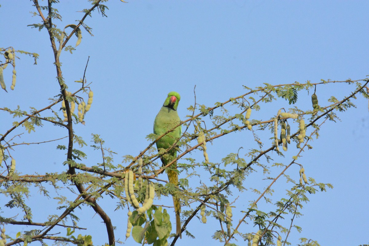 Папуга Крамера - ML649383189