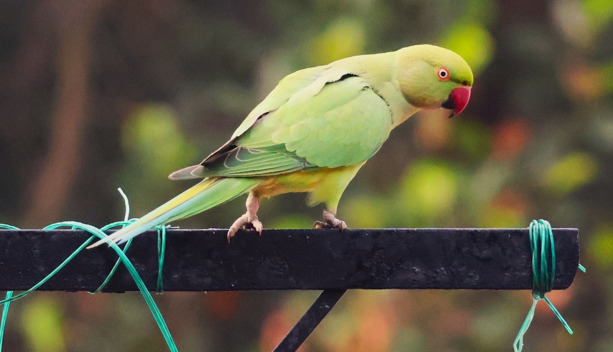 Папуга Крамера - ML649383190