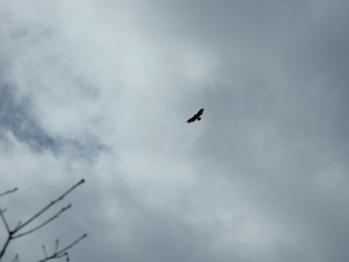 Орел-чубань гірський - ML649383191