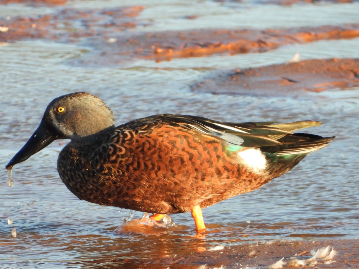 Широконіска австралійська - ML649383193