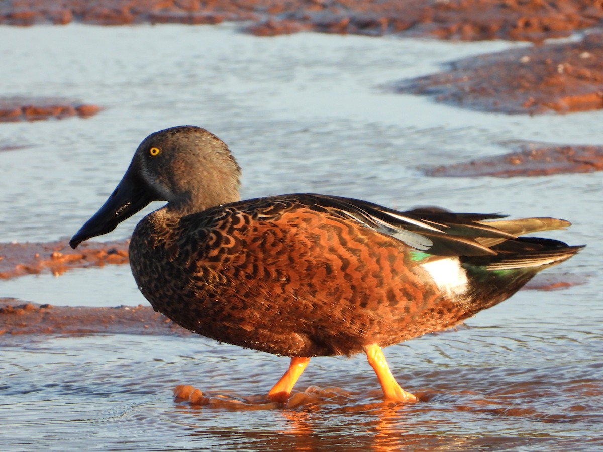 Широконіска австралійська - ML649383194