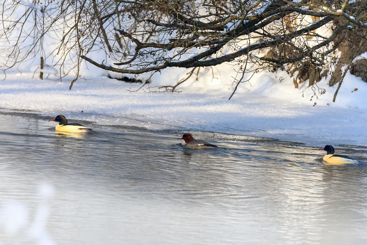 Крех великий - ML649383195