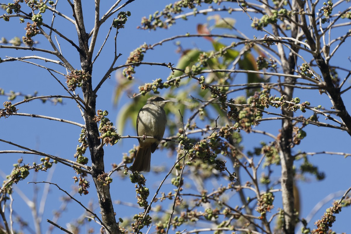 Оливник бірманський - ML649383197