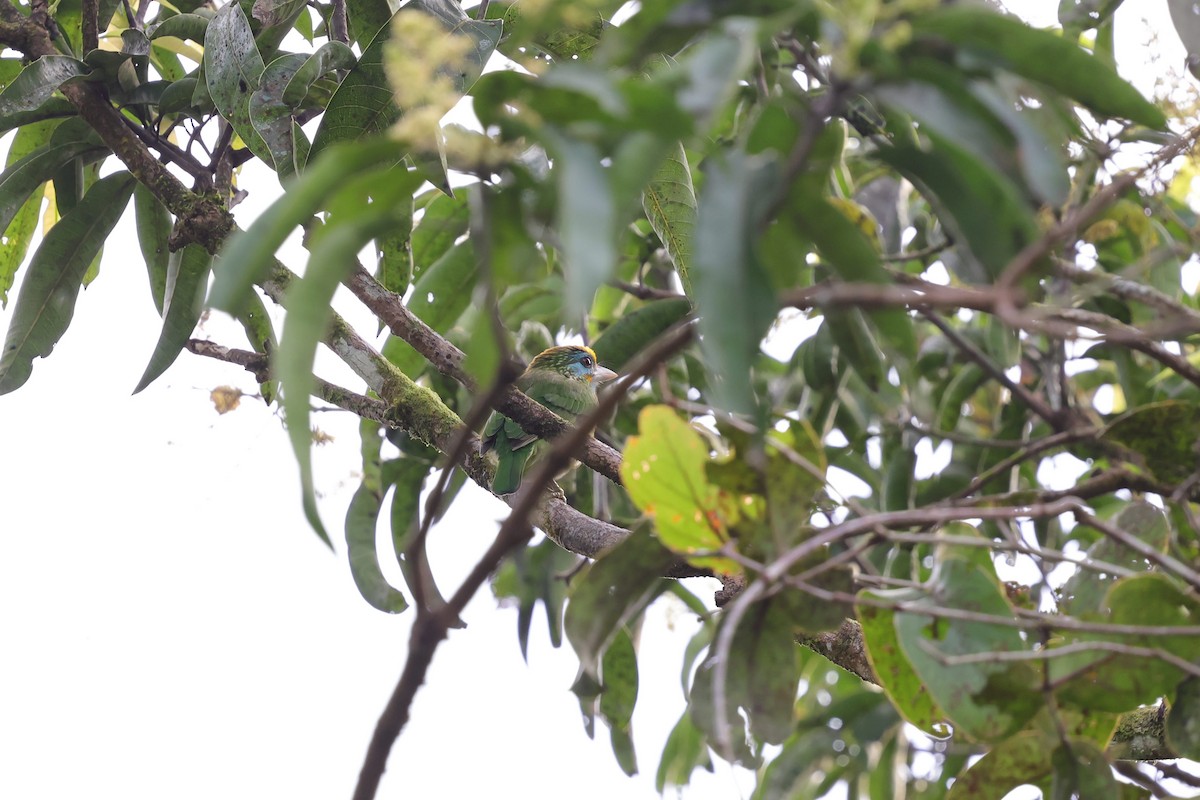 Бородастик жовтолобий - ML649383200