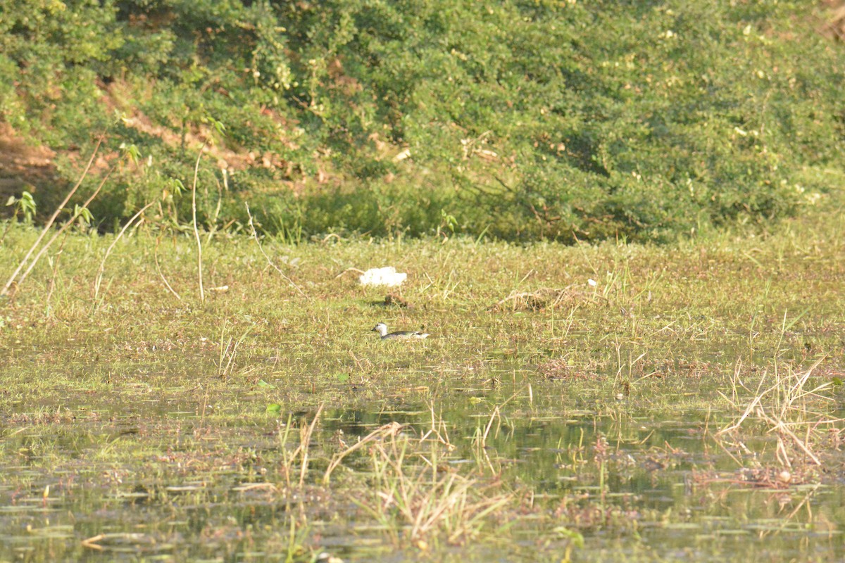 Чирянка-крихітка індійська - ML649383201