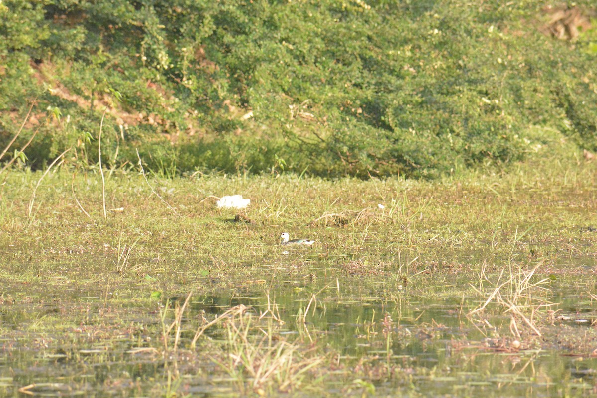 Чирянка-крихітка індійська - ML649383202