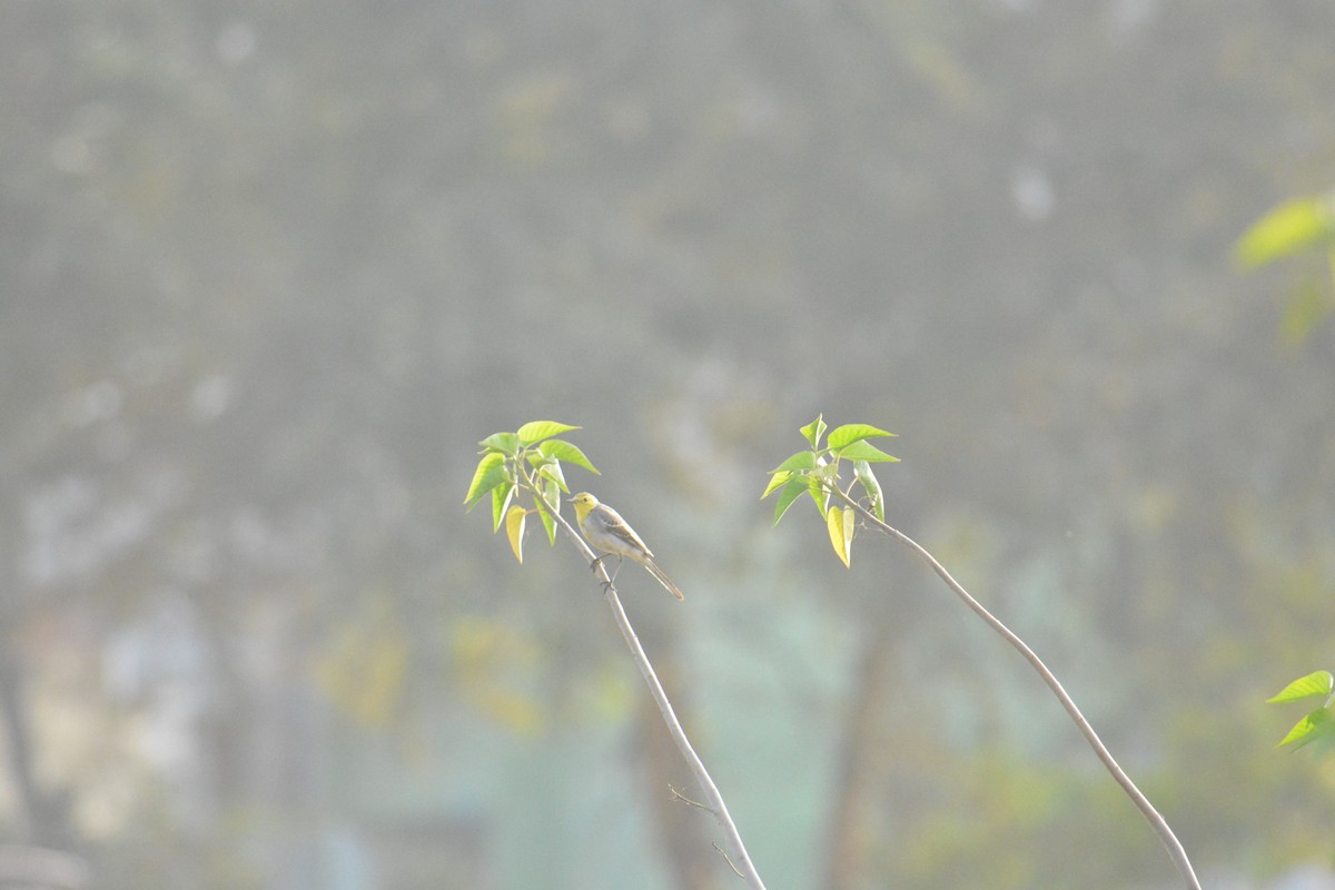 Плиска жовтоголова - ML649383204