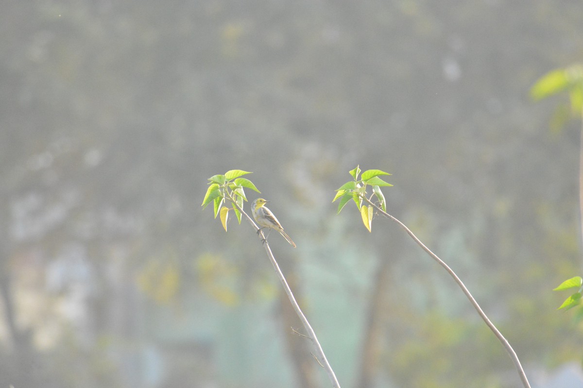 Плиска жовтоголова - ML649383205