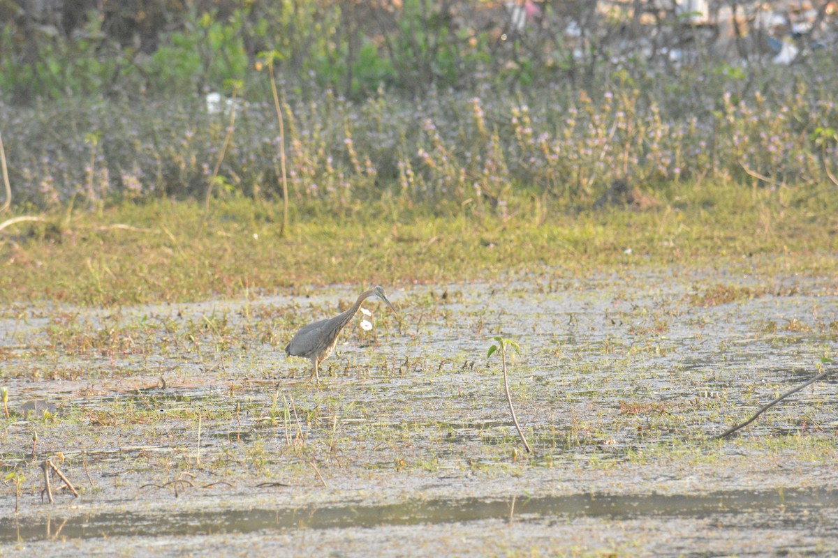 Чапля сіра - ML649383206