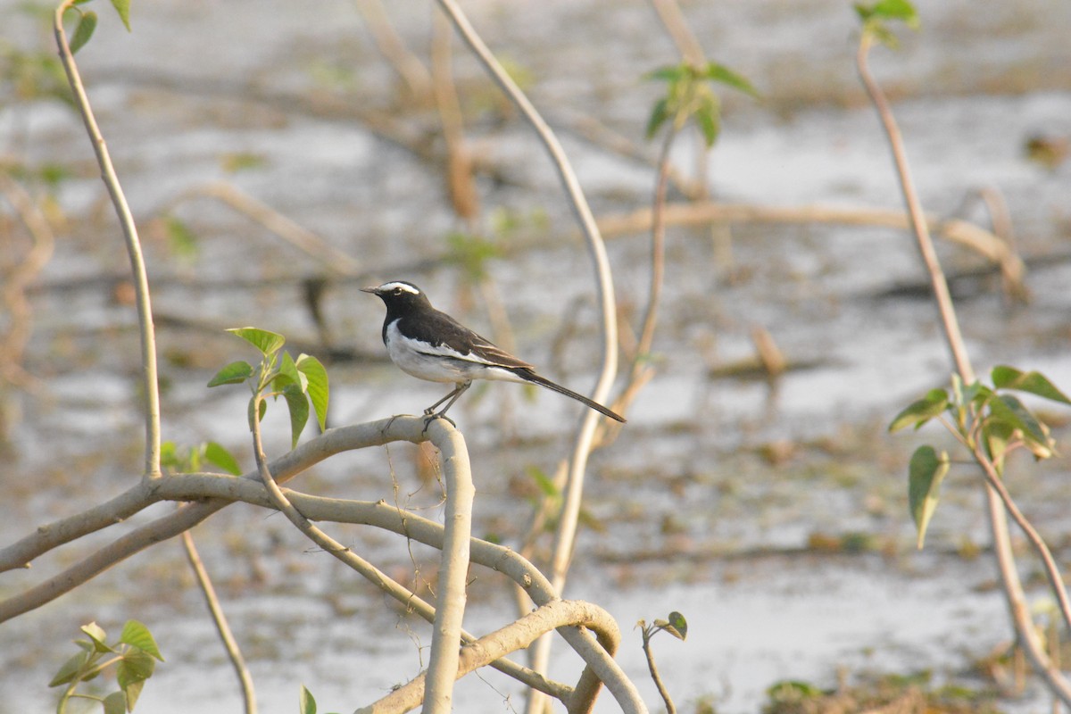 Плиска білоброва - ML649383208