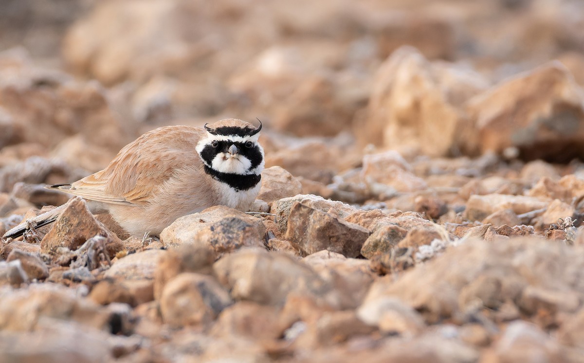 ウスイロハマヒバリ - ML649383209