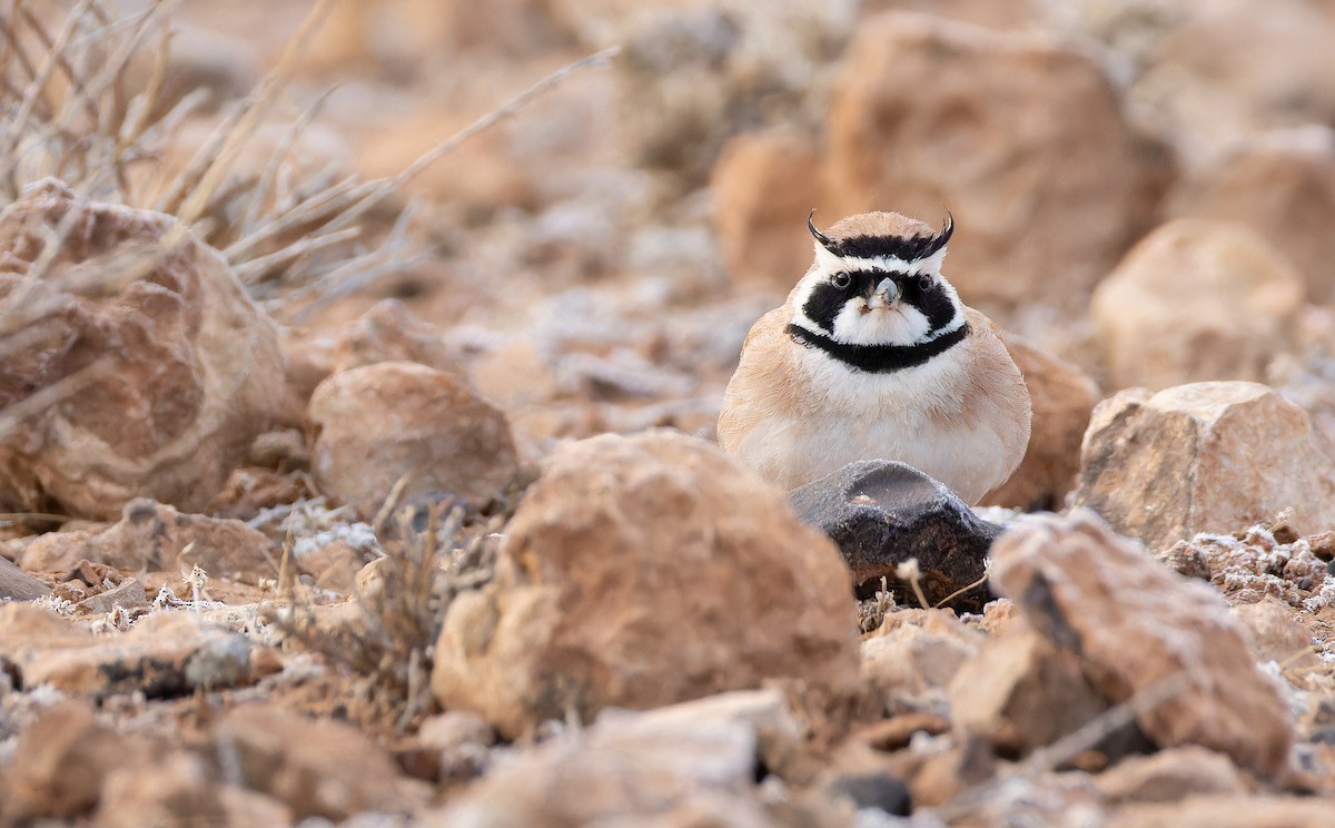 ウスイロハマヒバリ - ML649383210