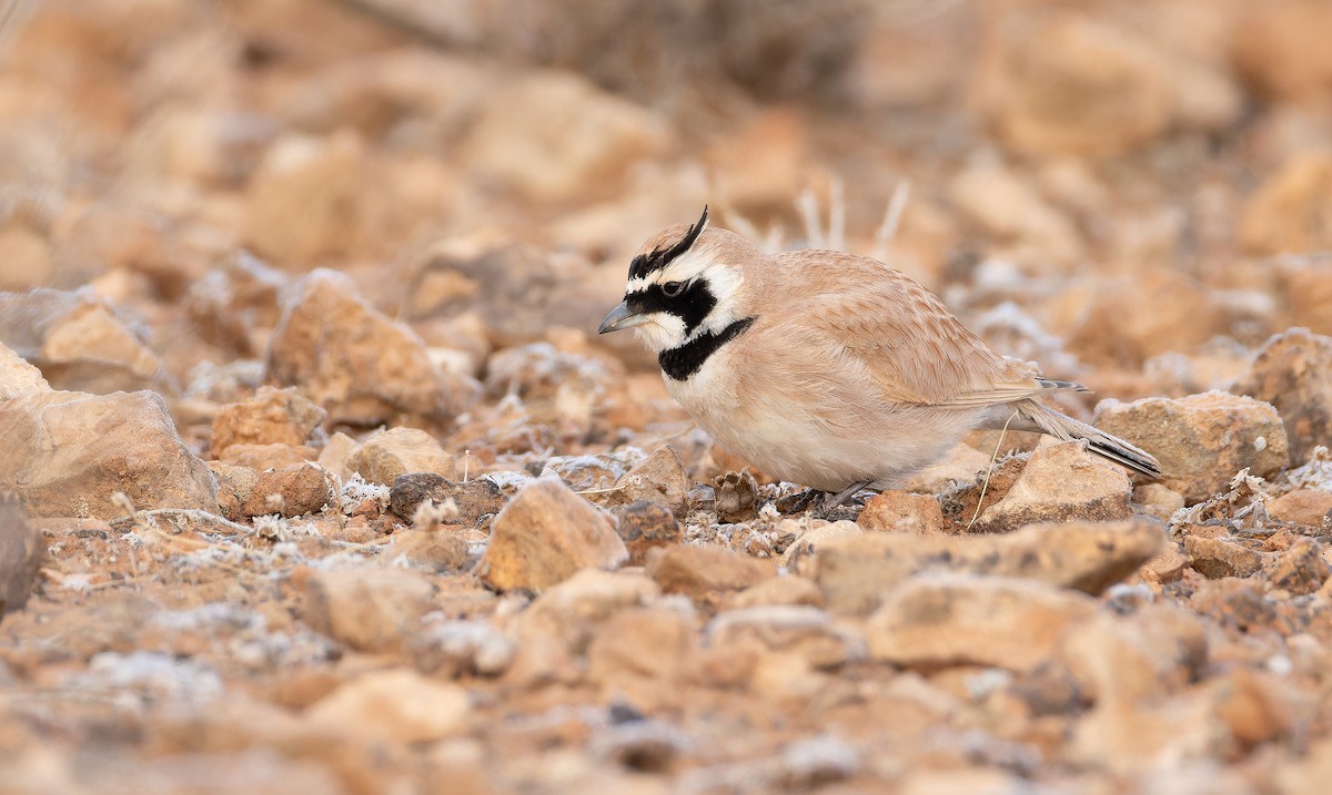 ウスイロハマヒバリ - ML649383212