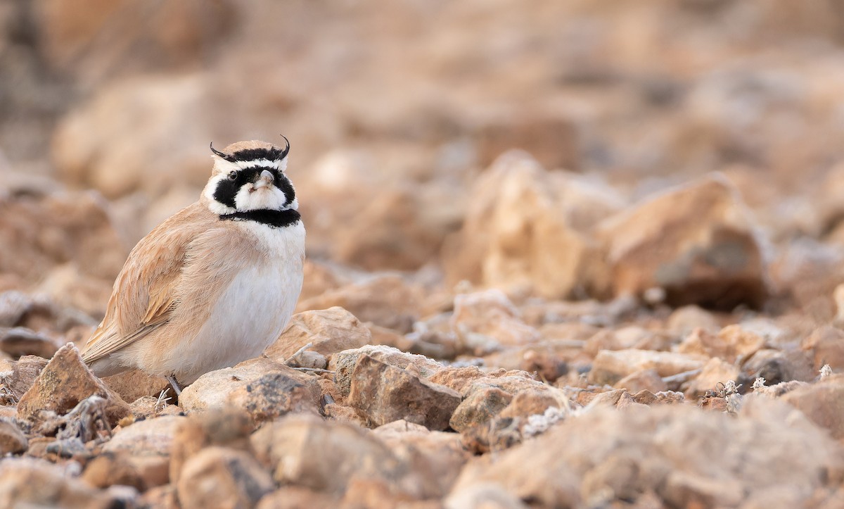 ウスイロハマヒバリ - ML649383213