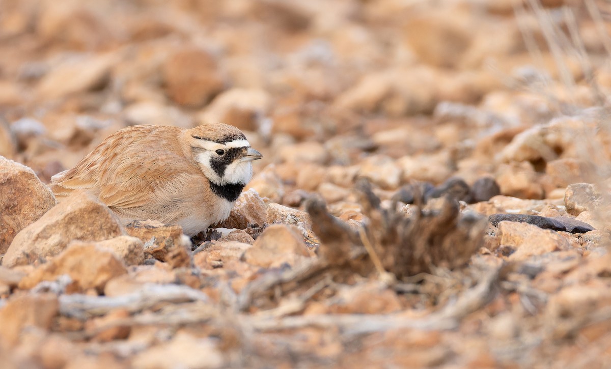 Жайворонок близькосхідний - ML649383214