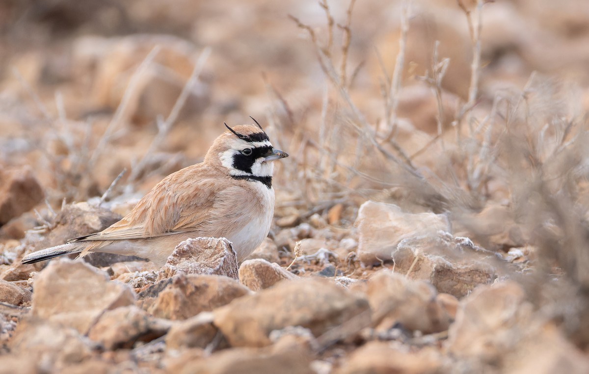 ウスイロハマヒバリ - ML649383215