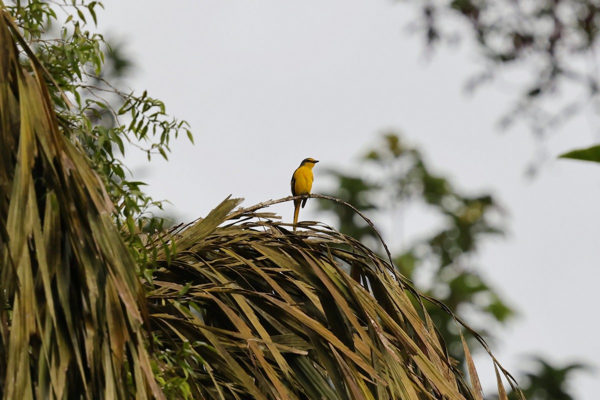 Личинкоїд іржастий - ML649383217