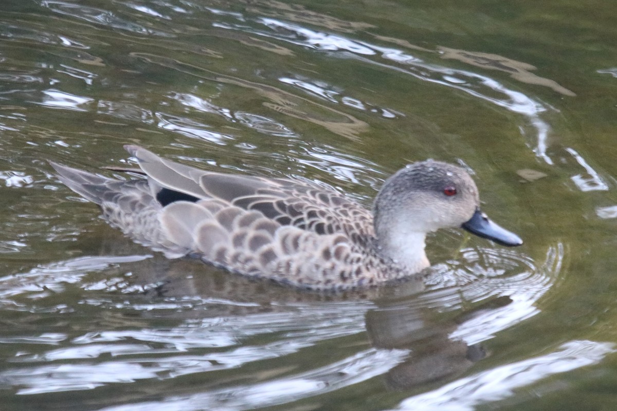 Gray Teal - ML649383283