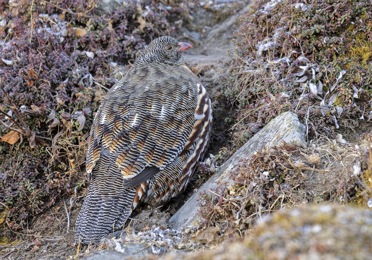 Snow Partridge - ML649383284