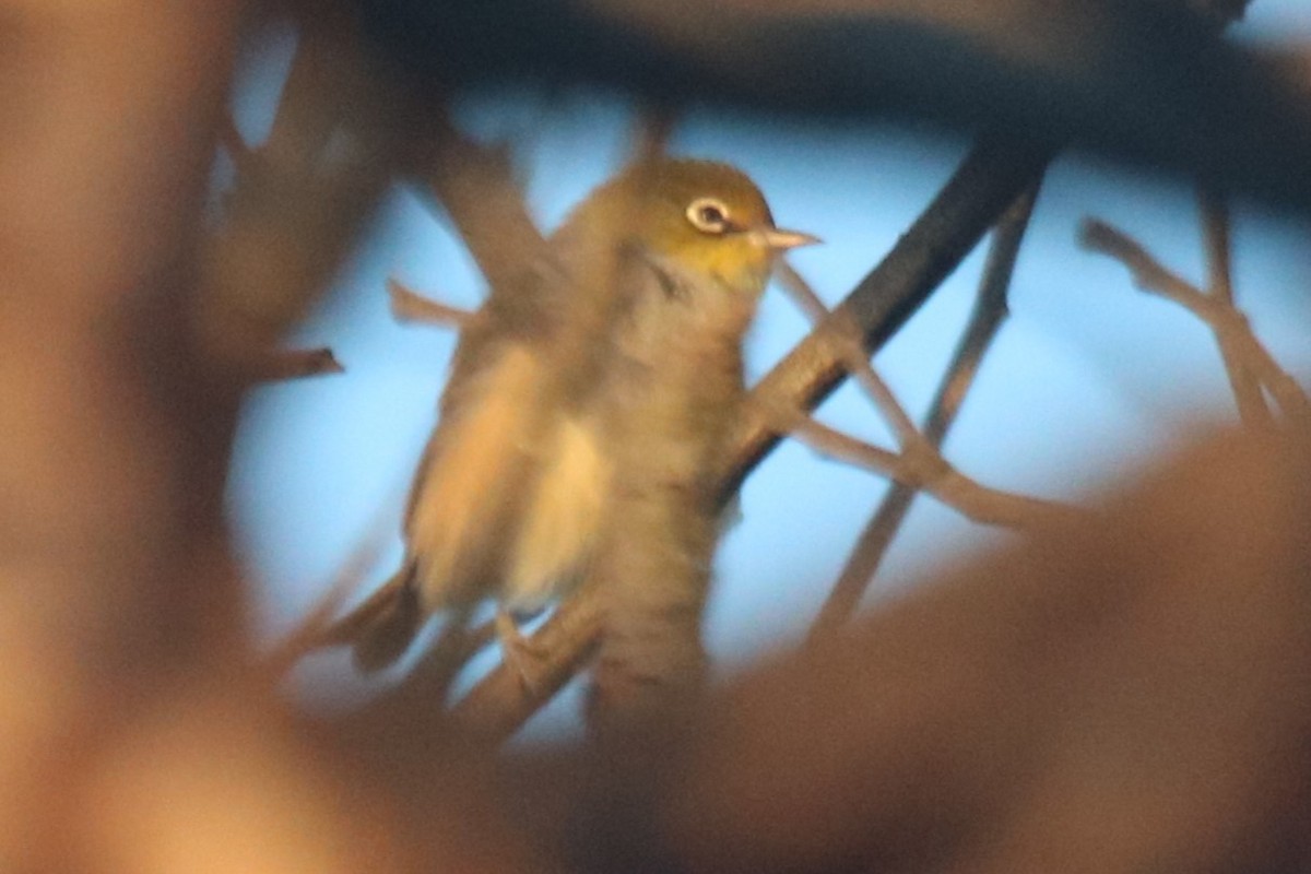 Silvereye - ML649383314