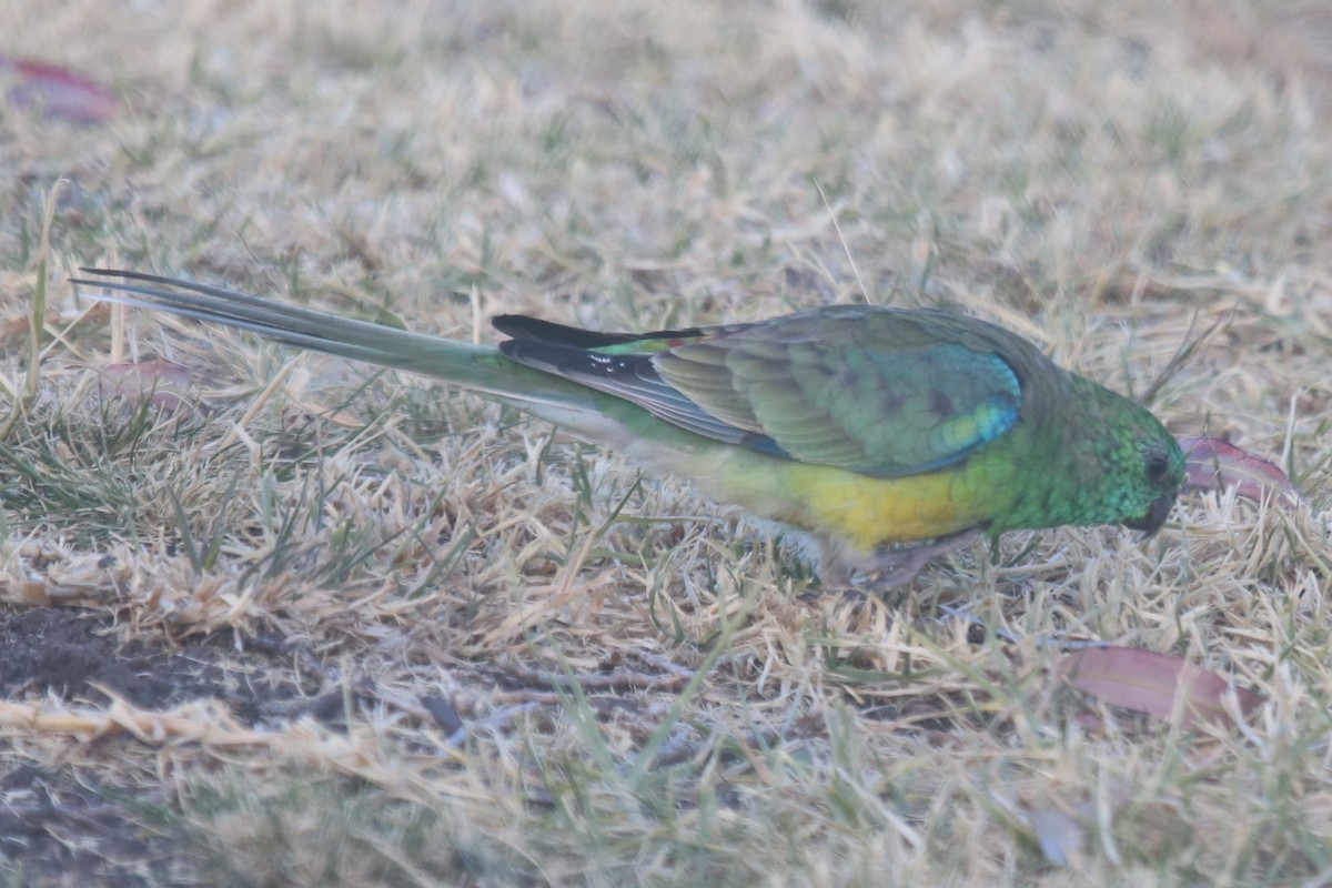 Red-rumped Parrot - ML649383359