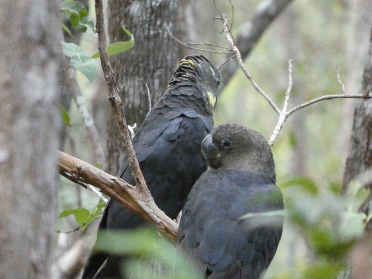 Glossy Black-Cockatoo - ML649383438