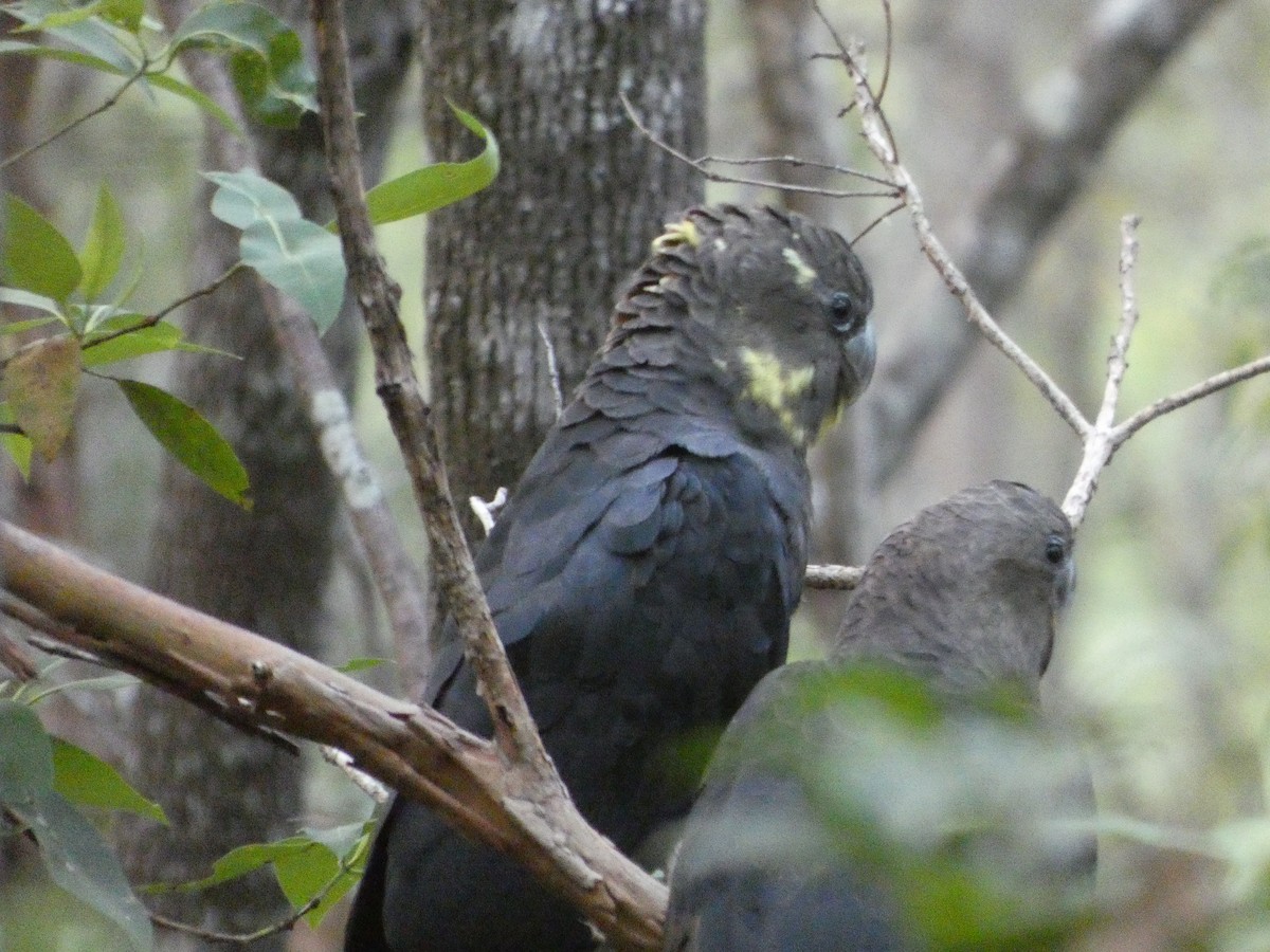 Glossy Black-Cockatoo - ML649383439