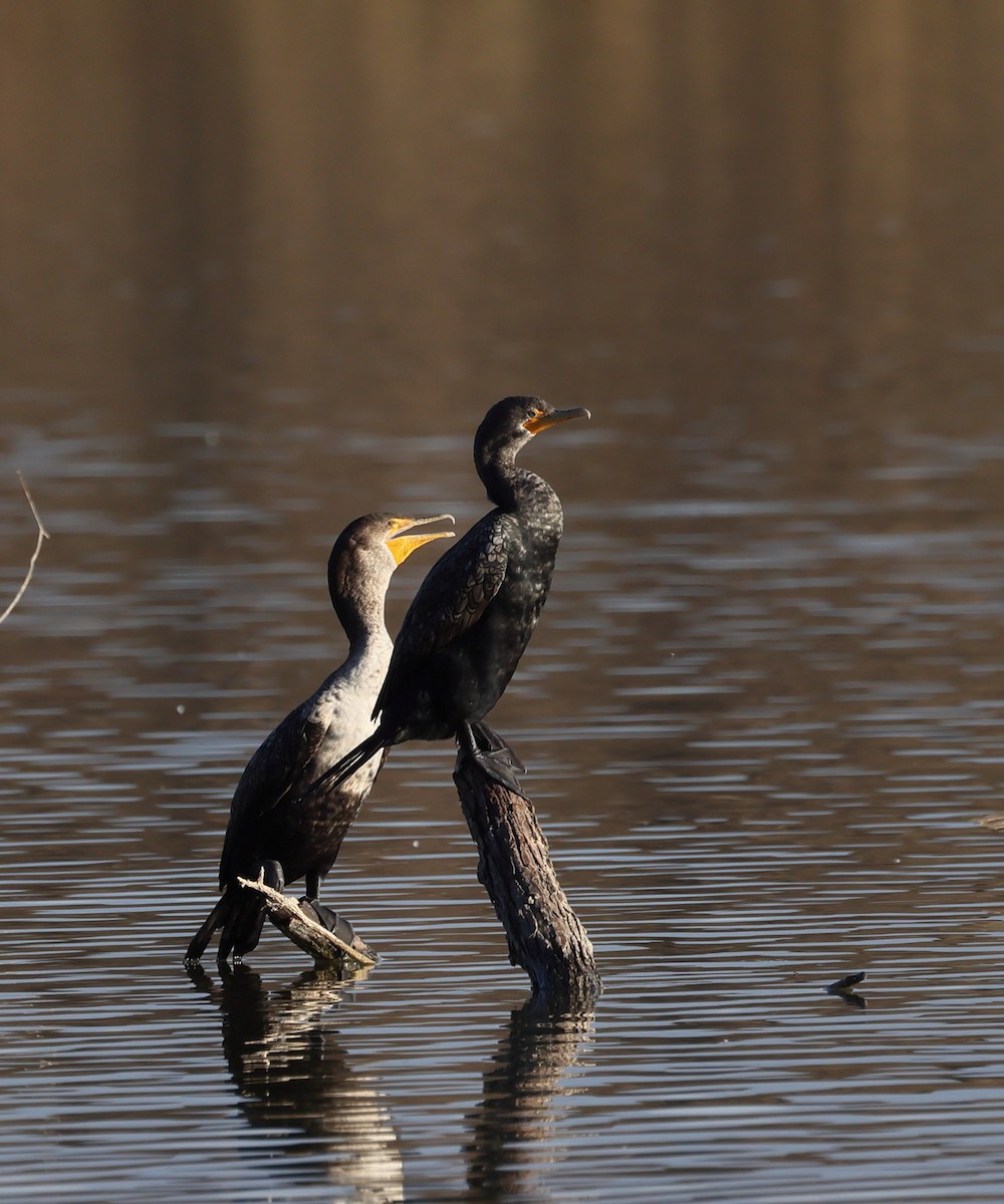 Cormoran à aigrettes - ML649383529