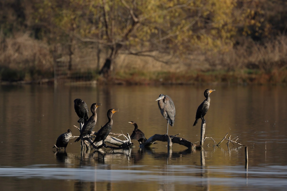 Cormoran à aigrettes - ML649383533