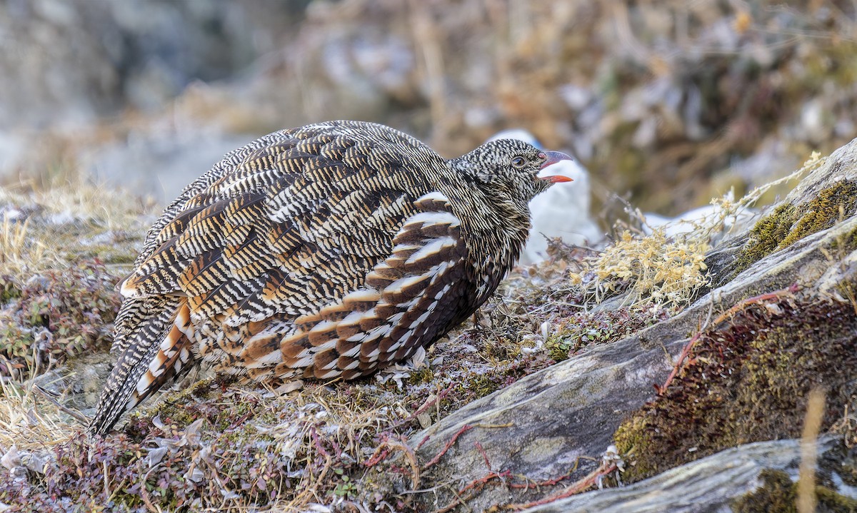 Snow Partridge - ML649383609