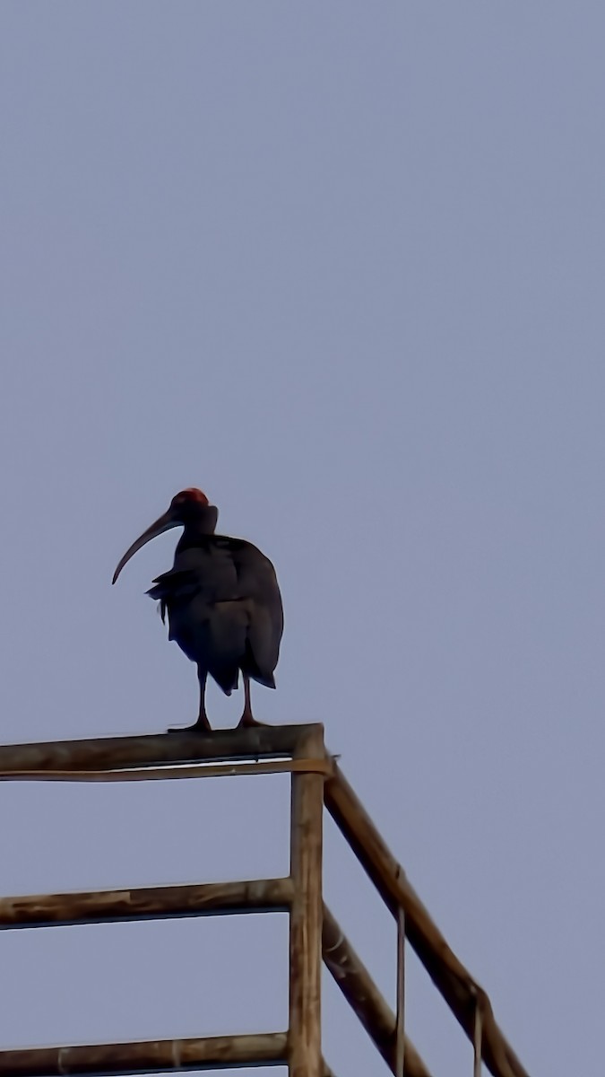 Ibis noir - ML649383858