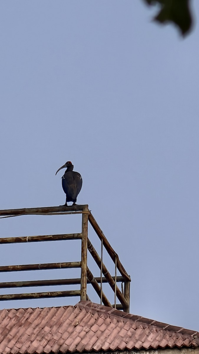 Ibis noir - ML649383859