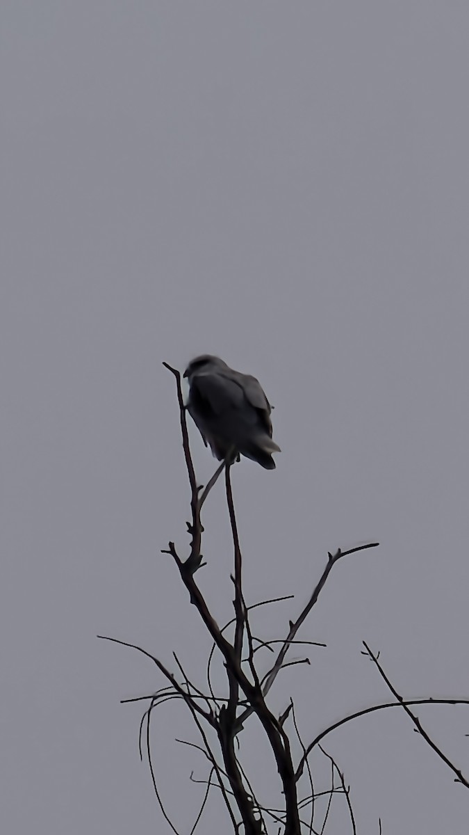 Élanion blanc - ML649383881