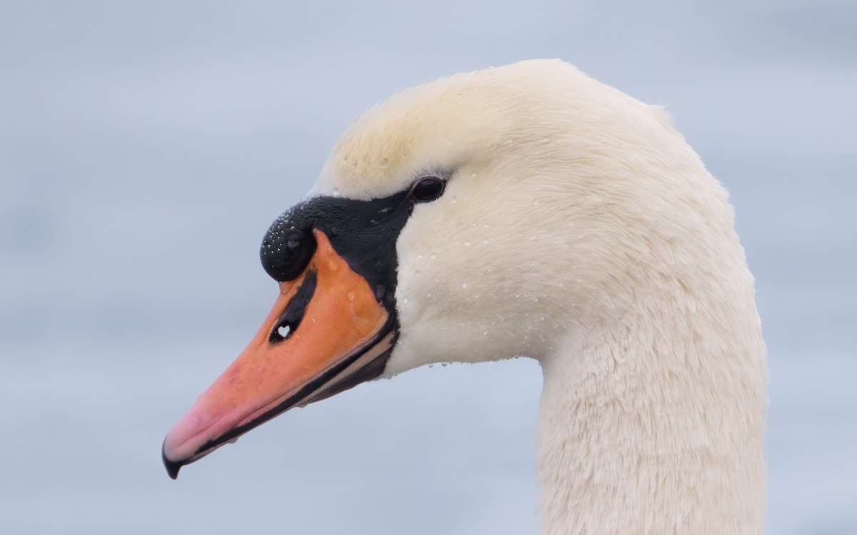 labuť velká - ML649384115