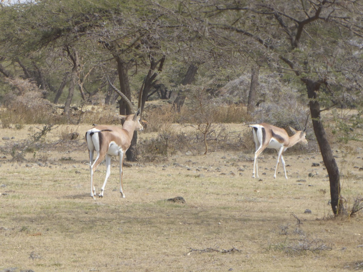 Animals - ML649384116